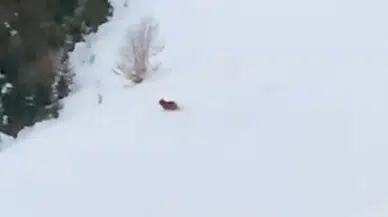 Kış Uykusuna Yatmayan Ayıya Seslenen Rizeli: “Çabuk Hakikat Yatağa”