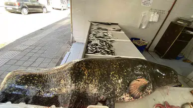 Meriç Nehri’nde Dev Yayın Balığı Yakalandı