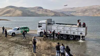 Muş’ta Göl ve Baraj Göletlerine 4 Milyon Yavru Sazan Bırakıldı