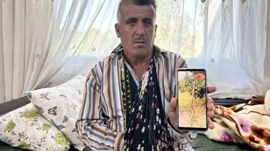 Narenciye Topladığı Esnada Engerek Isıran Çiftçi, Hayata Tutunmayı Başardı