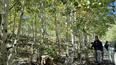 Nemrut’un Maskotu Bozayılar ve Ekosistem Tehlike Altında