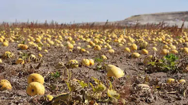 Nevşehir’de Çerezlik Kabak Çekirdeği Hasadı Yapıldı