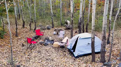 Piknikçilerin Çadırına Dadanan Ayılar Dron Kamerasına Yakalandı