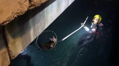 Sarıyer’de Denize Düşen Kediyi Kurtarma Operasyonu