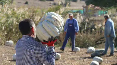 Tarlada 5, 11 Kilometre Uzaklıktaki Pazarda İse 30 Liradan Satılıyor
