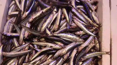 Tezgahlarda Fazla Gözükmüyor Fakat İhracat Pazarlarında Uzunluk Gösteriyor