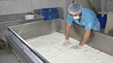 Yüzde 50 Hibe Takviyesiyle Kurulan Fabrikada Süt Eserleri Üretiliyor