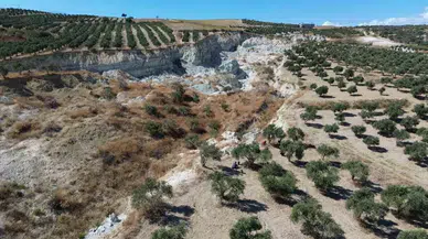 Zelzelenin Büyüklüğünü Gösteren Devasa Yarığın İkiye Ayırdığı Bahçede Huzursuz Eden Zeytin Hasadı