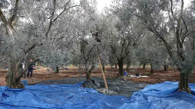 Zeytin Bol Piyasalar Beklemede...