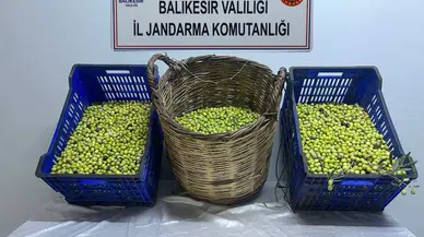 Zeytin Hırsızları Tutuklandı