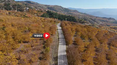 Çorum’un Ceviz Bahçeleri Güzelliğiyle Büyülüyor