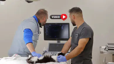 Hem Sokak Hem Yabani Hayvanlara Şifa Dağıtıyorlar