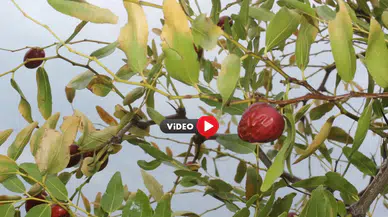 Karasal İklimde Tropikal Meyveler ve Zeytin Yetiştiriyor