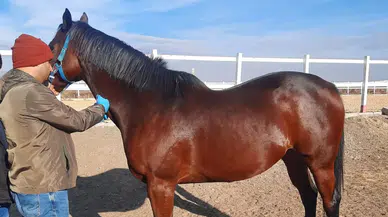 Safkan Atların Vize İşlemleri Tamamlandı