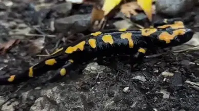 Adana’da Jenerasyonu Tükenmekte Olan ’Semender’ Görüldü