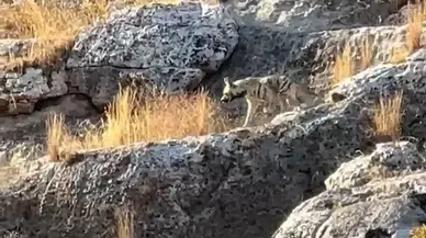Adıyaman’da Çizgili Sırtlan Görüldü