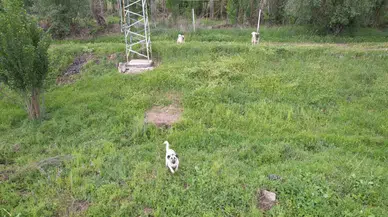 Ankara’da Köpeklerin Dron Kovalamaca Gösterisi Gülümsetti