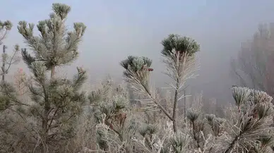 Ardahan’da Dondurucu Soğuklar Tesirli Olmaya Başladı: Ağaçlar ve Bitki Örtüleri Kırağı Tuttu