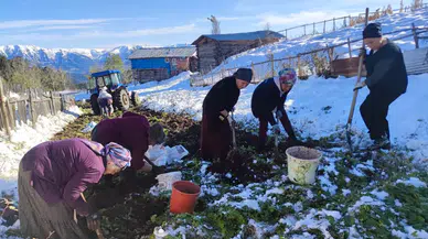 Artvin’e Kış Erken Gelince Patates Hasadı Kar Altından Yapıldı