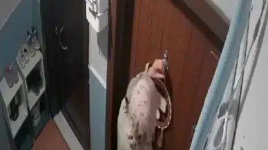 Bayan Hırsızlar Güvenlik Kameralarının Kablolarını Kesip Daireleri Soydular