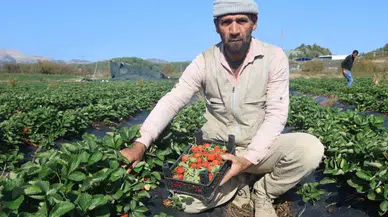 Bereketli Topraklarda Çilekte Son Hasat: Tarla Fiyatı 120 Lira