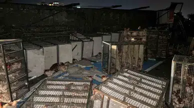Beypiliç’in Tavuk Yüklü Kamyonu Devrildi: Yüzlerce Tavuk Telef Oldu