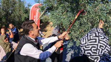 Bilecik’te Zeytin Hasadı Mesaisi Başladı