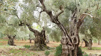 Bugün Tüm Dünya da "Zeytin Ağacı Günü" Kutlanıyor