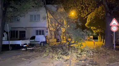 Bursa’da Şiddetli Rüzgar Ağacı Devirdi, Yol Kapandı