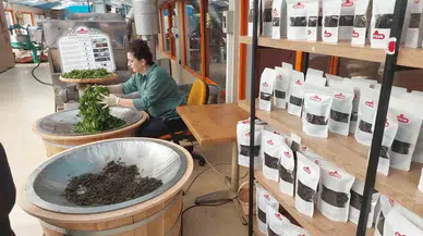 Çaykur Müstahsiller İçin Kurdu, Küçük Fabrikası Turistlerin İlgi Odağı Oldu