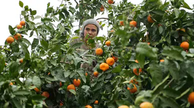 Coğrafik İşaretli Havran Mandalinasında Hasat Başladı