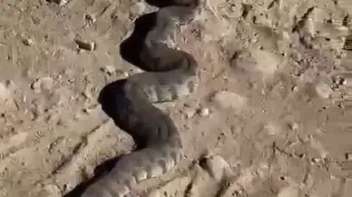 Dev Yılanı Görenler Neye Uğradıklarını Şaşırdı