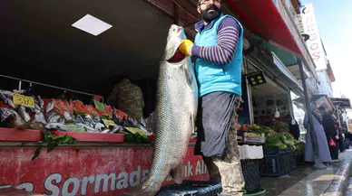 Dönemin Birinci Dev Turna Balığı Keban Barajında Yakalandı