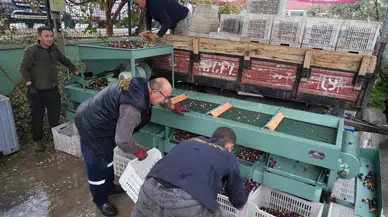 Edremit Körfezi’ndeki Zeytin İşletmelerinde Elek Mesaisi Başladı