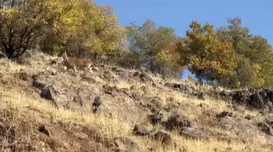 Elazığ’da Dağ Keçileri Görüldü