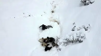 Erzurum’da 350 Koyun Uçurumdan Düştü