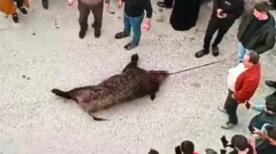 Gaziantep’te Gündüz Köye İnen Domuz Vatandaşlara Saldırdı: 1 Yaralı