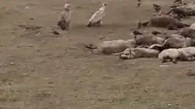 Göle’de Kara Akbaba Sürüsü Görüntülendi