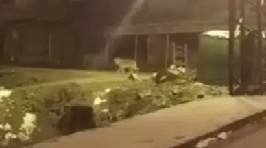 Hakkari’de Aç Kalan Kurt Kent Merkezine İndi