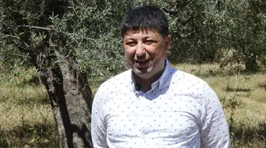 Hasat Sonrası Zeytin Ağaçlarını Budamayın Gübre Atmayın