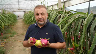 İnternetten Gördüğü Meyveyi Artık 210 Metrekarelik Serada Yılda 5 Sefer Hasat Ediyor
