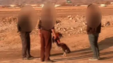 Jandarmadan Bahisli Horoz Dövüştürücülerine Suçüstü Baskın