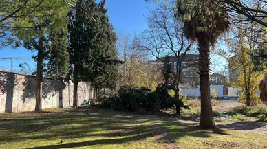 Kahramanmaraş’ta 315 Ağaç Devrildi