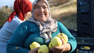 Kahramanmaraş’ta Ayva Hasadı
