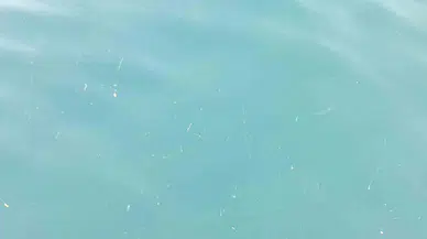 "Karadeniz Etrafındaki Ülkelerin Atıklarıyla Kirletiliyor"