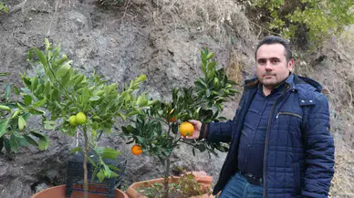 Karasal İklimde Tropikal Meyveler ve Zeytin Yetiştiriyor