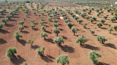 Kilis’te Zeytin Hasadı Başladı