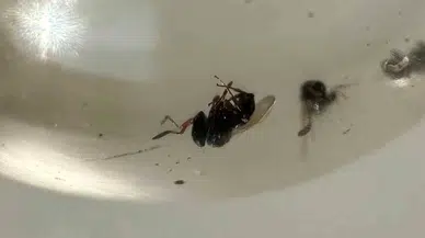 Kokarca İstilasına Karşı Samuray Arısı Üretimi 10 Katına Çıkarıldı