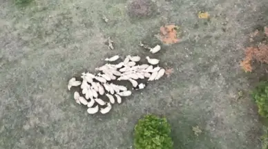 Kurtların Koyun Sürüsüne Hücum Dron ile Görüntülendi