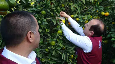 Narenciyenin Başşehrinde Zararlıya Karşı Biyolojik Muvaffakiyet